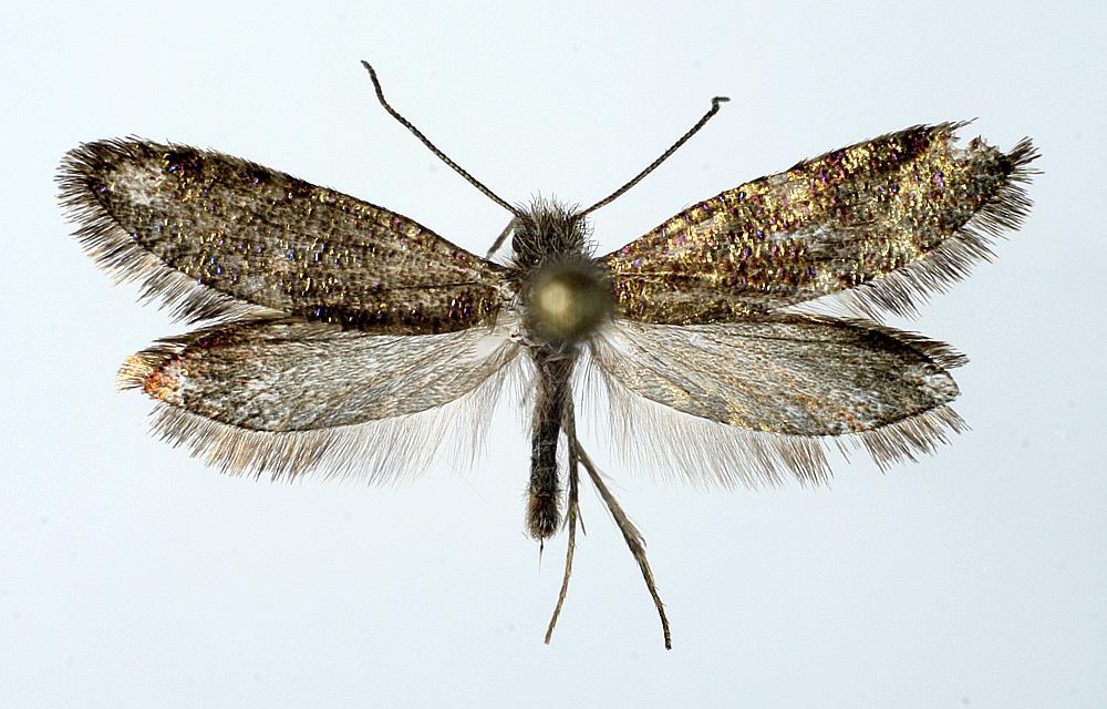 Eriocrania subpurpurella (Haworth, 1828) Kuva: J. Tyllinen Tuntomerkit. Siipiväli 10-14 mm. Pää vaalean okranharmaa, seassa tumman harmaanruskeaa.