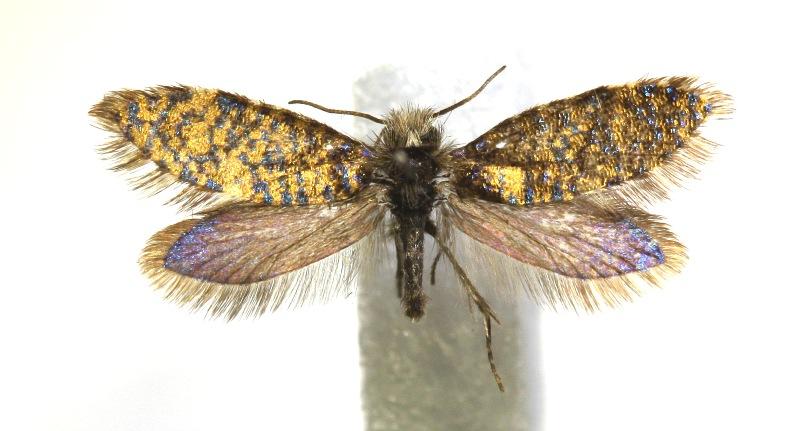 Eriocrania sparrmannella (Bosc, 1791) Kuva: R.Siloaho Tuntomerkit. Siipiväli 9-12 mm. Pää vaaleanharmaa, hiukan tummakehnäinen. Tuntosarvet tummanruskeat, noin puolet etusiipien pituudesta.