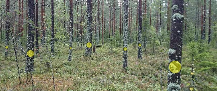 Pohjapinta-ala TRESTIMA mittaa pohjapinta-alan dynaamisella