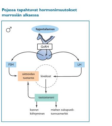 POIKIEN KEHITYS Hypotalamus (GnRH) > Lutropiini (aivolisäke) saa aikaan testosteronin erityksen kiveksissä sukupuolielinten kasvu ja miehisten