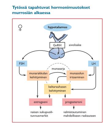 TYTÖN KEHITYS Syntyessään tytöllä on munasarjoissa noin 10 6 alkumunasolua Hypotalamus (GnRH) > >Follitropiini (aivolisäke) > munasolujen kypsyminen ja estrogeenin tuotanto > naiselliset