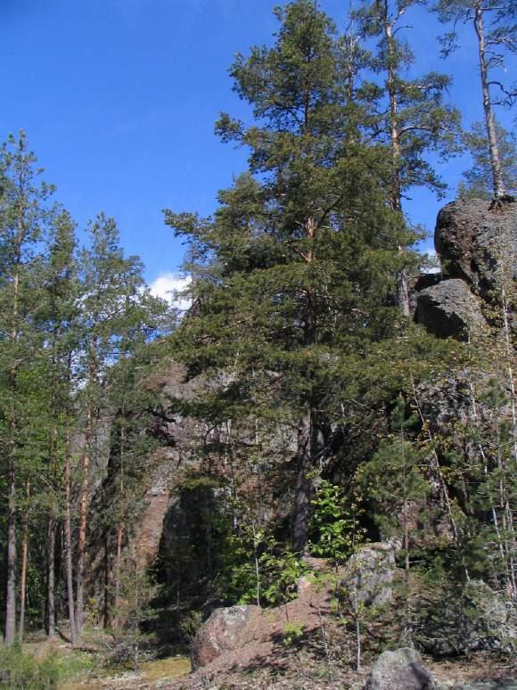 kallioalue tulisi jättää kokonaan rakentamisen, hakkuiden ja louhinnan ulkopuolelle.