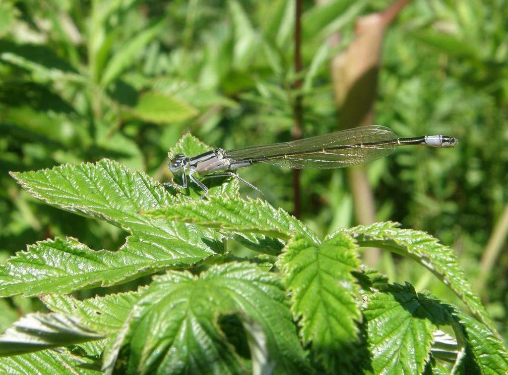 29 Hoikkatytönkorento Ischnura elegans (kuva 9) Laji on alueella yleinen. Erityisen runsaasti hoikkatytönkorentoja näkyi saarten eteläpuolella. Kuva 9.