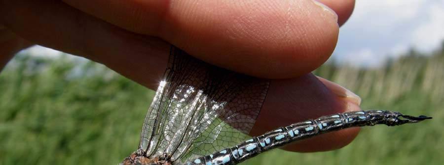 30 Vihertytönkorento Coenagrion armatum Laji on keväällä ensimmäisiä kuoriutuvia korentoja. V. 2008 ensimmäiset vihertytönkorennot löytyivät jo 11.5.