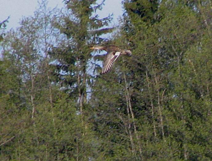 34 Kuva 11. Harmaasorsanaaras lennossa Siltakylänlahdella 16.5.2008.