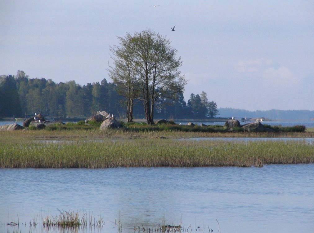 39 Töyhtöhyyppä Vanellus vanellus (lajikartta 2) Töyhtöhyypälle sopivia rantaniittyjä lahdella on melko vähän, joten parimäärä ei voi nousta korkeaksi. Alörenin rantamilla pesi 1 pari.