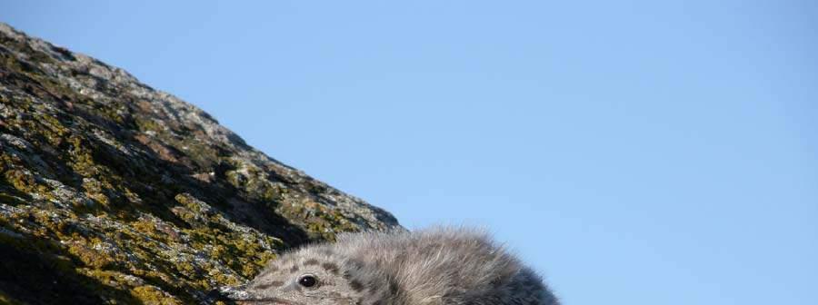 40 Rantasipi Actitis hypoleucos (lajikartta 3) Rantasipille sopivia rantoja on Siltakylänlahdella paljon. Koska laji ei karta ihmisten seuraa, löytää sen myös rakennetuilta rannoilta.