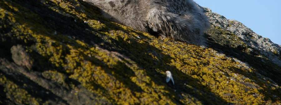 Kalalokki Larus canus (lajikartta 4) Kalalokki on Siltakylänlahden yleisin lokkilintu 16 pesivällä parilla. Pesintään sopivia kiviä on alueella paljon, lisäksi 1 pari pesi rakennuksen katolla.