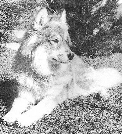 EURASIER Rodun tausta ja kehittyminen Eurasierin kehittyminen omaksi rodukseen alkoi 1960-luvulla Saksassa risteyttämällä chow-chow ja wolfspitz.