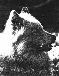 Tämä on osittain myös kasvatus- ja totuttelukysymys. Eurasier ei käyttäydy epätyypillisesti, huonosti tai ujosti, jos se väistää olematta kuitenkaan aggressiivinen.