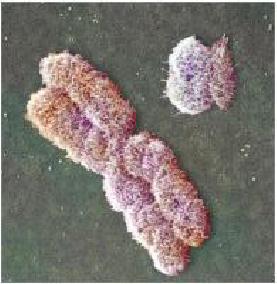 käsitellään trypsiinillä. Tämä on entsyymi joka vaikuttaa kromosomien proteiineihin. Itse värjäys tapahtuu Giemsalla, joka on DNA:han sitoutuva kemikaali (thiazine eosin-azure mix).