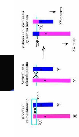 XX male SRY SRY XIST (X inactive specific transcript) Barr body XIST RNA spreads from its site of synthesis at the XIC along the length of the inactive X.