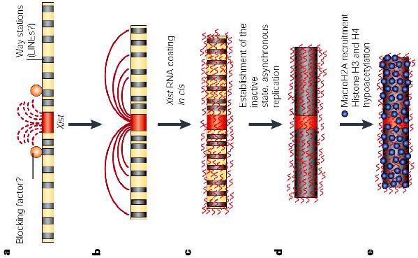 (a) Chromatin containing escape genes is excluded from the condensed heterochromatic body of the Xi. In mouse, individual escape genes are surrounded by inactivated chromatin.