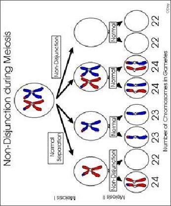 Kromosomisairaus 1) Koko kromosomiston muutos (polyploidia) 2) Kromosomien numeeriset poikkeavuudet (jakaantumishäiri iriö, nondisjunction meioo- sissa) aneuploidia 3) Kromosomien raken-
