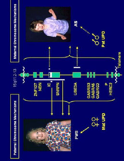 Aktiivinen geeni tulee siis vain toiselta vanhemmalta (toiselta peritty geeni metyloitu, inaktiivinen)