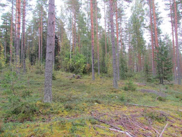 4. HIETANIEMI 4 Kuva 7. Tervahauta ja sen ympäristöä kuvattuna lounaasta. Tervahauta pensaikossa kuvan keskellä ylärinteessä.