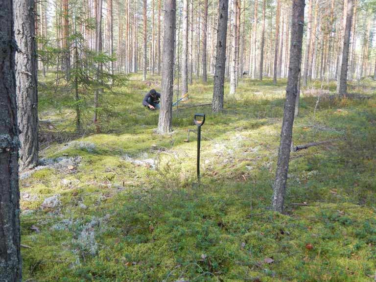 18. INGANLAMPI Kuva 37. Tervinlahden muinaisrantatörmällä sijaitseva painanne kuvattuna etelästä.