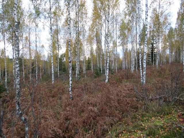 6 Kuva 7. Pohjoisen suunnittelualueen metsät ovat harvennettua koivikkoa. Kuva ylärinteestä. Kuva 8. Pohjoisen suunnittelualueen dystrofista rantaa. Kuvaussuunta luoteeseen.