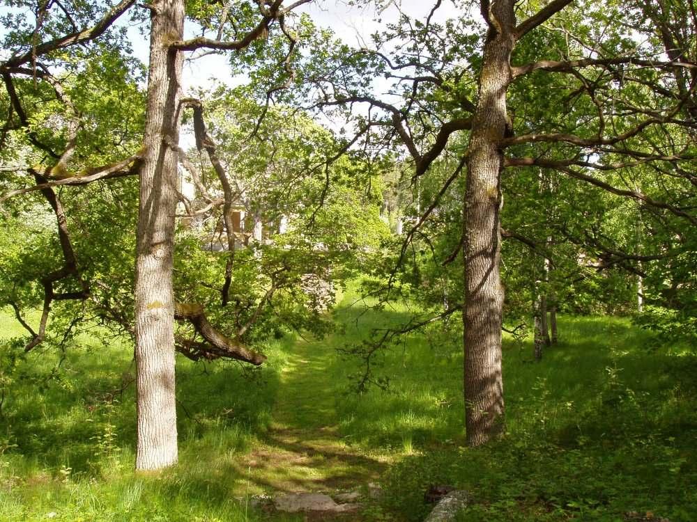 Porttimaisesti portaita kehystävät tammet