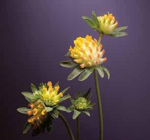 8 Dr. Hauschka värikosmetiikka Masmalo monipuolinen ja vaikuttava kasvi Dr. Hauschka värikosmetiikka koostuu kallisarvoisten ainesosien huolella valituista yhdistelmistä.