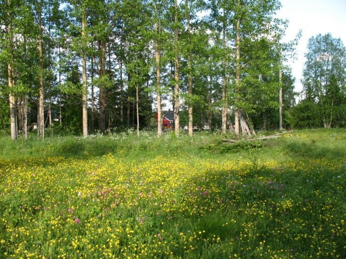 2.12 Pello, (Niva 1) Ajoitus: Tyyppi: historiallinen kiviaidattu pelto Yhtenäiskoordinaatit: p: 7414329, i: 3365141, z: 85 Peruskartta: