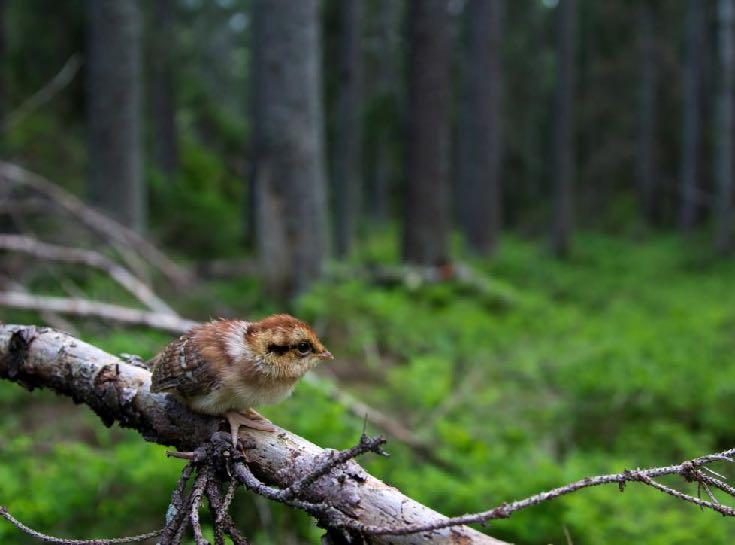 Elinympäristövaatimukset Metsäkanalinnut tarvitsevat ravintoa ja suojaa Linnut menestyvät