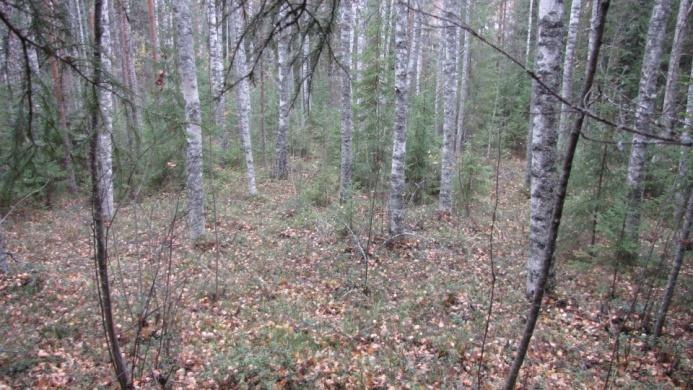 Myös sekametsiä luonnehtii käsitelty maapohja, joko entinen pelto (perusmaa MT OMT) tai käsitelty metsämaa (MT) hakkuun jälkeen.