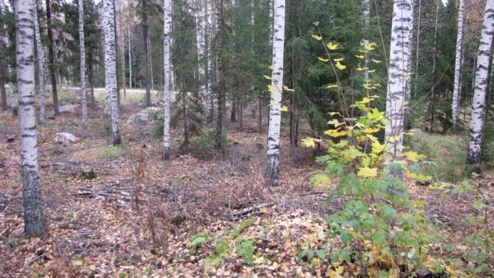 Puustojen lajisuhde ja ikä vaihtelee alueella jonkin verran mutta kuusikko on hieman nuorempaa ja peittää paikoin maapohjan kokonaan. Sekametsän 3 kuva ja Sekametsä 4 (ei valokuvaa) Kuva 25.