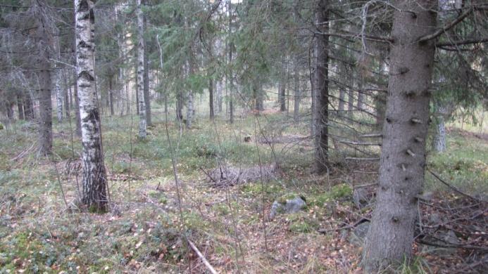 Kuusikoita luonnehtii muusta ympäristöstä poiketen pääosin käsittelemätön maapohja. Perusmaa vaihtelee MT OMT.