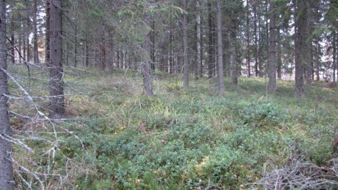 Luonnontilaisimmat ja vanhimmat kuusikot erottaa kartalla (vanha) -merkinnästä.