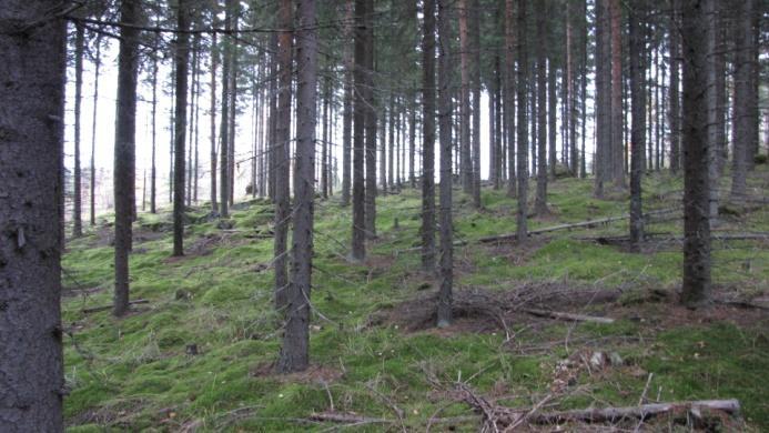 Puustoa on joskus harvennettu.