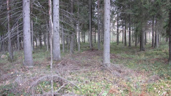 kankaalla. Puustoa on joskus harvennettu. Alue on saattanut olla osin kaskimaata.