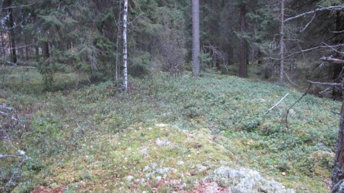 Laajahko kuusimetsän alue alkaa länsipäässä kallioisella alueella, missä puusto on paikoin vähäistä.