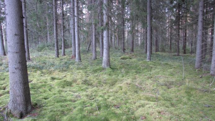 Itäpuolelle saavuttaessa ylärinteiltä valuvat vedet pitävät maapohjan kosteana ja kuusikko saa