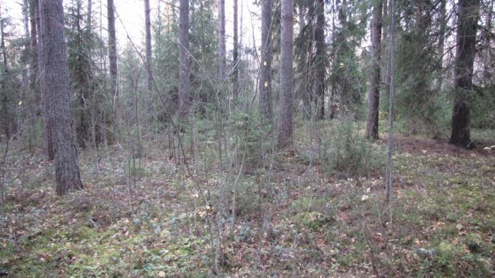 Kuusikon itäkulmauksessa on hienomman maaperän alue, joka on myös hieman kuivempaa.
