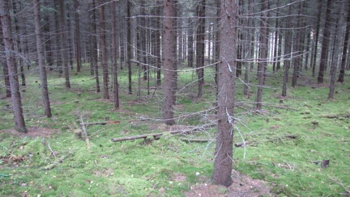 Kuusimetsän 7 kuvat Kuva 32. Kuusimetsän alue alkaa pohjoispäässä muokkaamattomalla tiheällä ja sammalpohjaisella kuusikkotaimistolla.