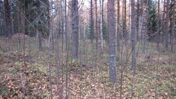 Mäntymetsän 1 (nuori) kuva ja Mäntymetsän 2 kuva Kuvat 5 ja 13.
