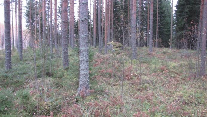 Kuvassa 13 on varttunut kivisellä kumpareella kasvava männikkö.