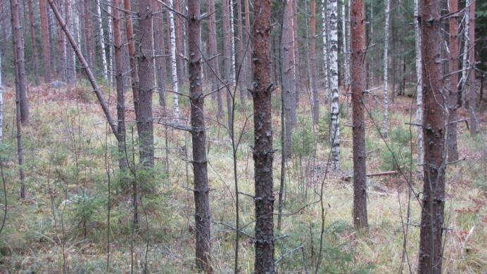 jonkin verran käsitellystä maapohjasta. Alispuustona nousee paikka paikoin pihlajaa. Maisemallisesti alue on muuta ympäristöä kauniimpi ja sijaitsee tien varrella.