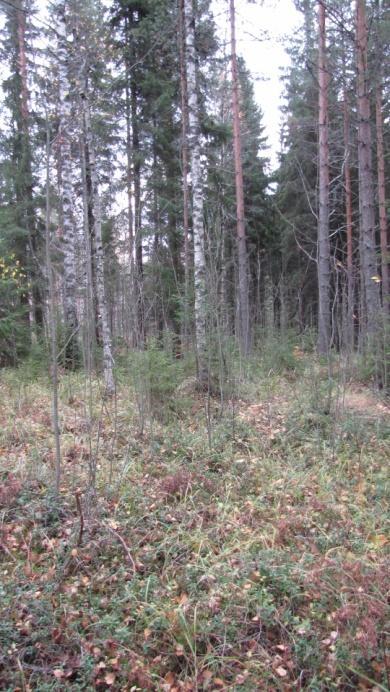 Myös puuston ikä vaihtelee jonkin verran, mutta on enimmäkseen nuortta, paikoin kitukasvuistakin.