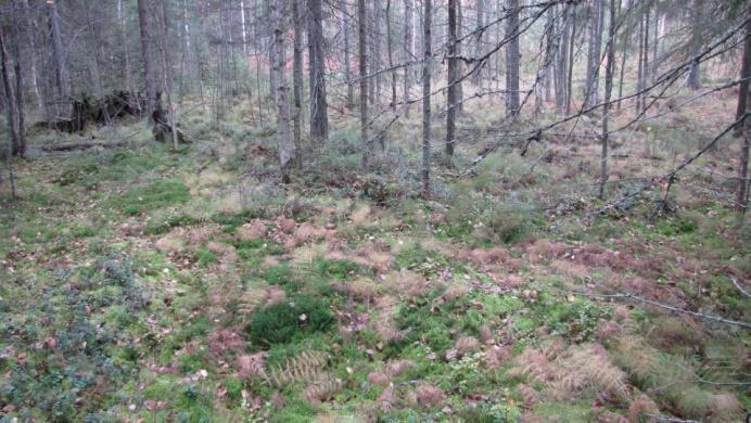 Kuva 36. Kaakkoinen pieni haara muodostaa myös oman tyyppisen alueensa. Kohteessa on pienialainen avonainen painauma, jossa on oikean lakkaisen suotyypin kasvillisuutta.
