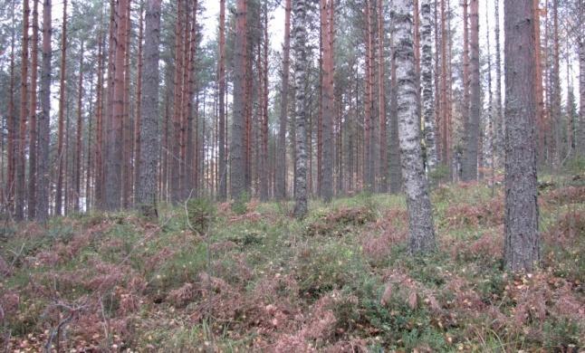Seassa on vanhempiakin puita noin 40 vuoteen saakka. Lisäksi siellä täällä on saman ikäisiä koivuja.