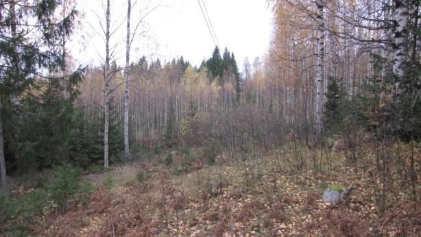alueella on runsaasti kuusentaimia ja jonkin verran nuoria