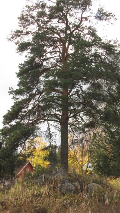 Lisäksi kartassa on erillisinä kohteenaan kuusikkoalueen ja