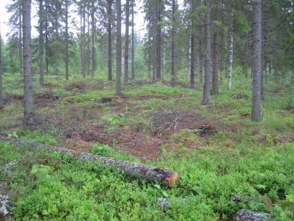 Sivu 5/14 TOIMI Alueen maisemakuvaa hallitsevat eri-ikäiset talousmetsät ja hakkuuaukot (kuva 2).