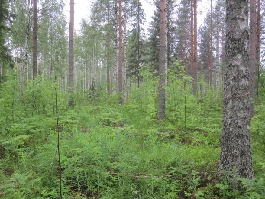 Sivu 7/14 TOIMI tiepenkoille, pohjaveden purkautumispaikoille ja kahden pohjois-eteläsuuntaisen puron varsille (liite 2). Kuva 5.