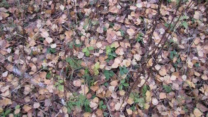 kookkaampaa kasvillisuutta sekä varjostusta sietävää aluskasvillisuutta.