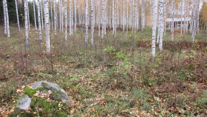 Myös metsäalvejuuret viihtyvät alueella.