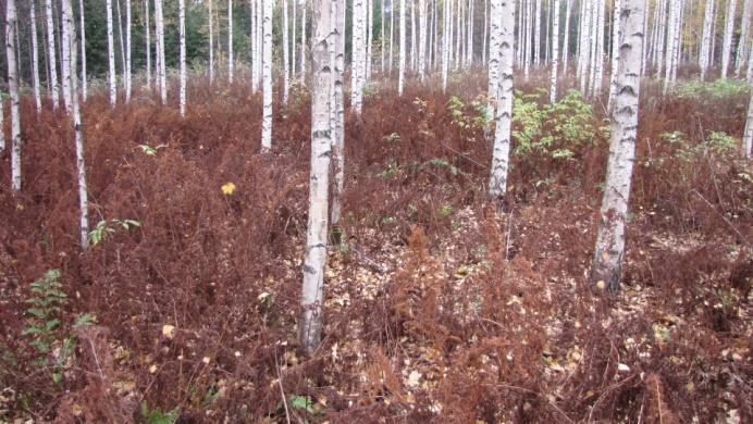 Havainnekuvasta 60 näemme, että alueella isoalvejuuret, nokkoset ja vadelma