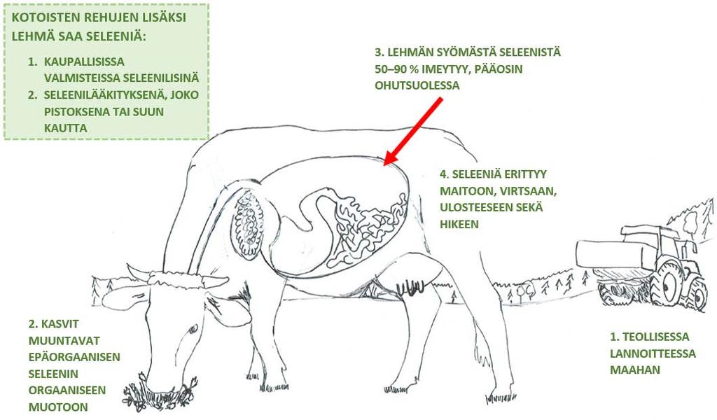 10 (58) KUVA 1. Aikuisen naudan seleenin lähteet, imeytyminen ja erittyminen (Hyvönen 2017-02-28.) Lehmien seleeniruokinnassa tulisi olla orgaanista seleeniä 50 prosenttia rehujen kokonaisseleenistä.